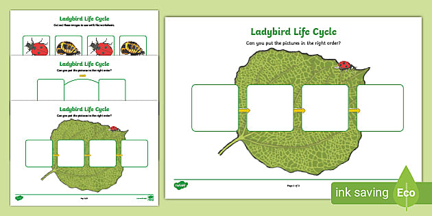 Life Cycle of a Ladybird | Worksheet | Twinkl (teacher made)