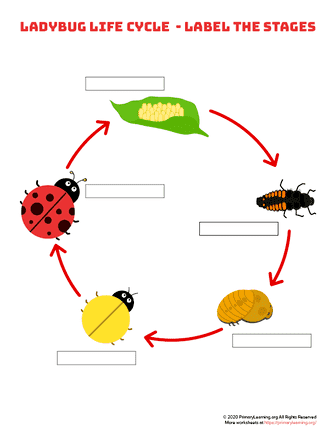 life cycle of a ladybug worksheet