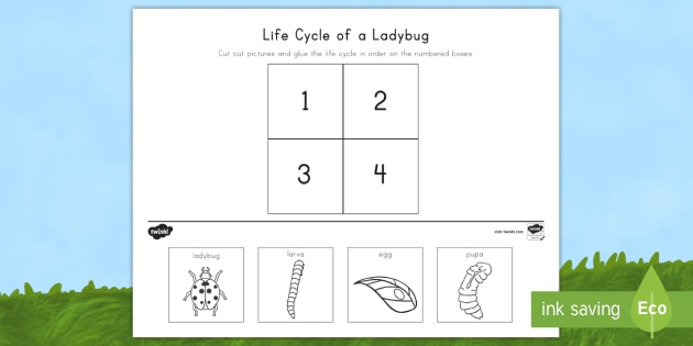 life cycle of a ladybug worksheet