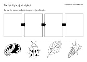 life cycle of a ladybug worksheet