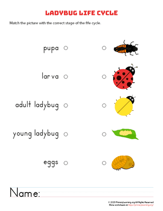 life cycle of a ladybug worksheet