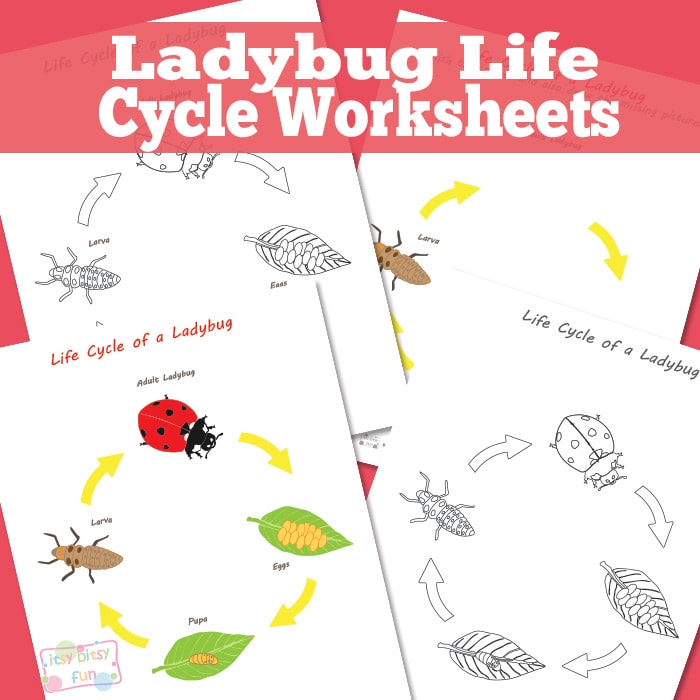 Free life cycle of a ladybug worksheet, Download Free life cycle of a