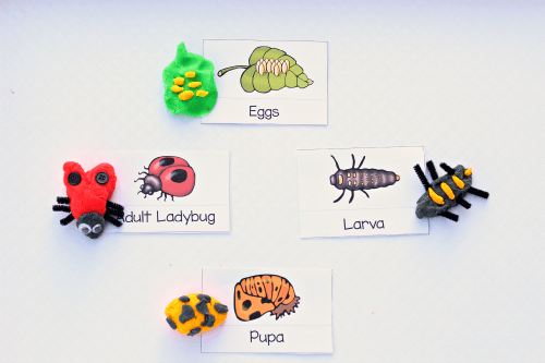 life cycle of a ladybug worksheet