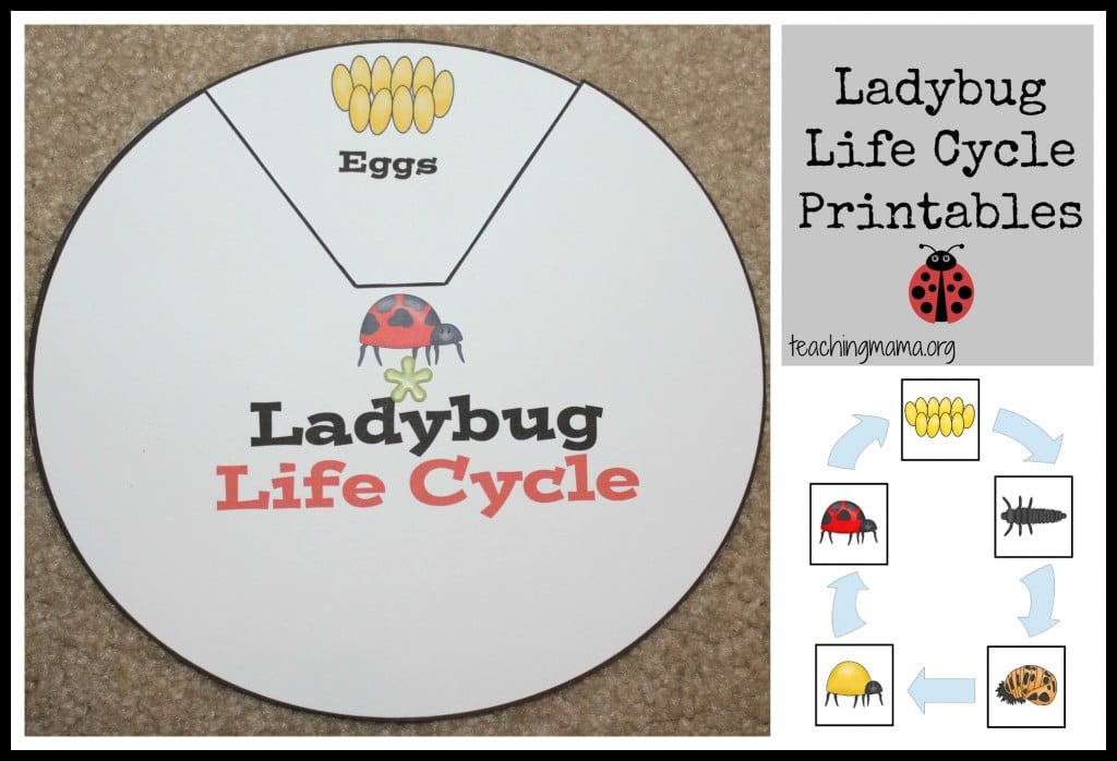 Ladybug Life Cycle Printables & Activities - Worksheets Library