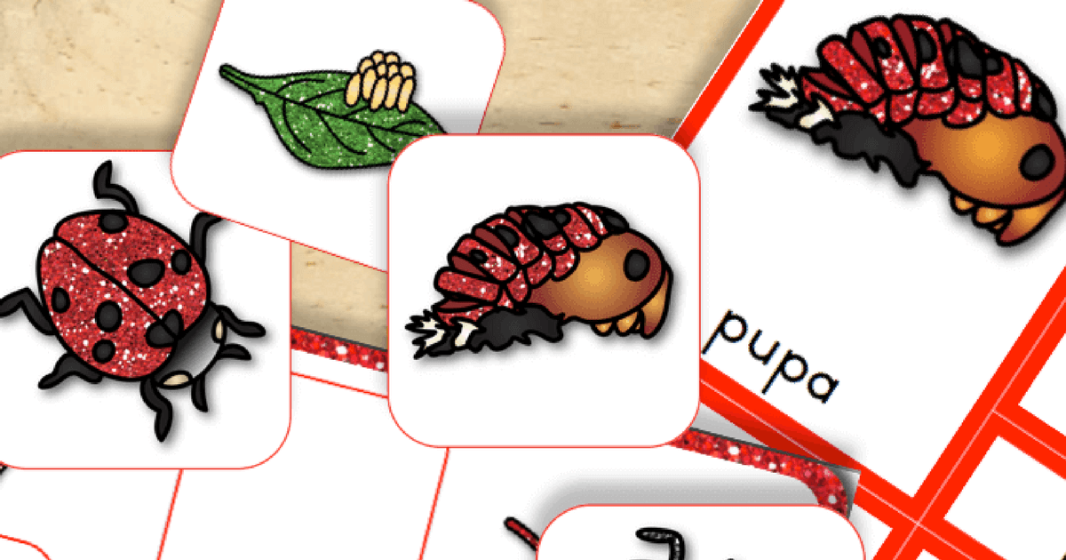 life cycle of a ladybug worksheet