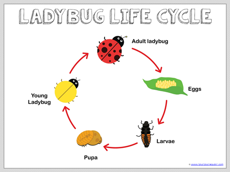 life cycle of a ladybug worksheet