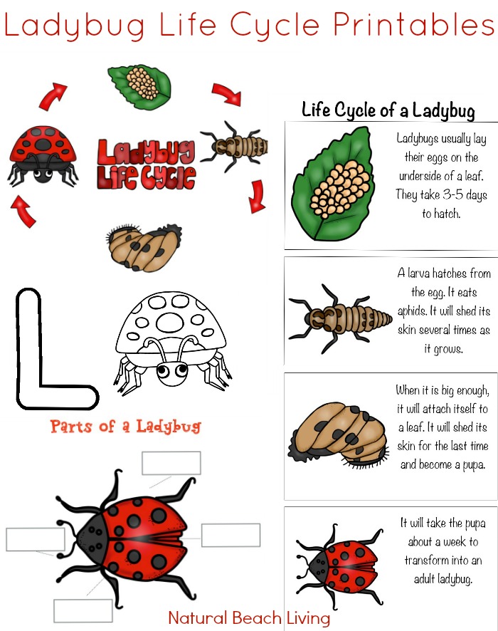 life cycle of a ladybug worksheet