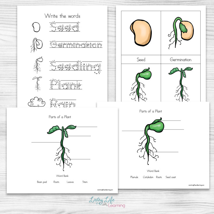 life cycle of a plant for kindergarteners worksheet