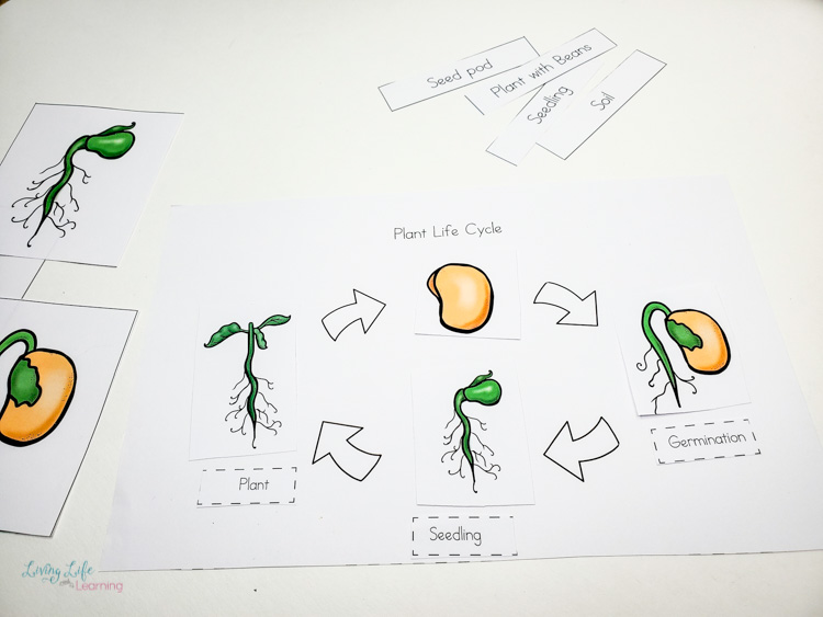 life cycle of a plant for kindergarteners worksheet