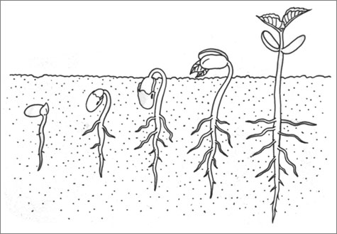 life cycle of a plant for kindergarteners worksheet