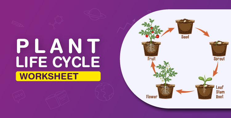 life cycle of a plant for kindergarteners worksheet