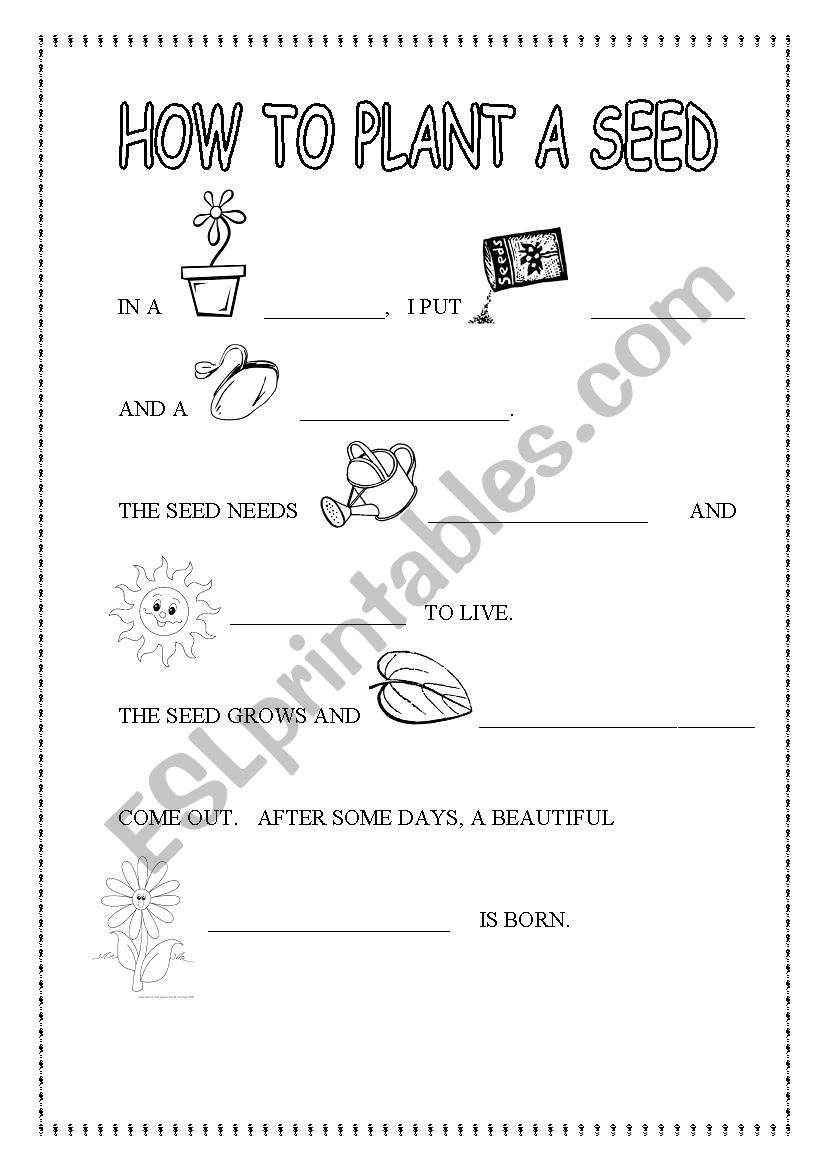 life cycle of a plant for kindergarteners worksheet