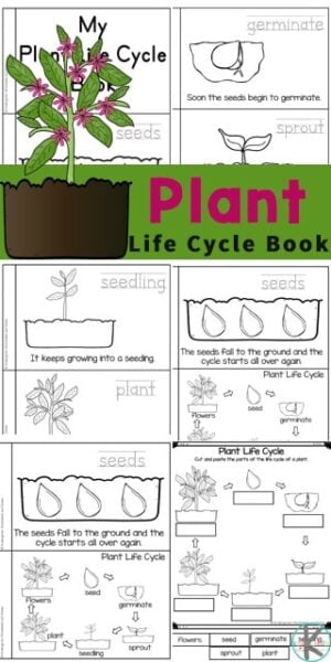 life cycle of a plant for kindergarteners worksheet