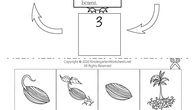life cycle of a plant for kindergarteners worksheet