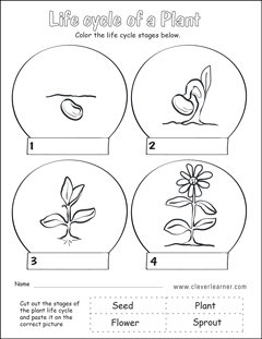 life cycle of a plant for kindergarteners worksheet