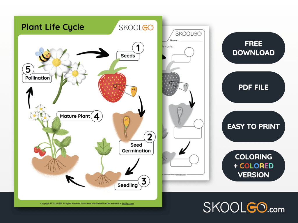 life cycle of a plant worksheet for 3rd grade