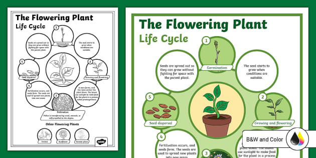 life cycle of a plant worksheet for 3rd grade