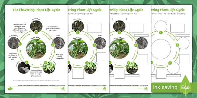 life cycle of a plant worksheet