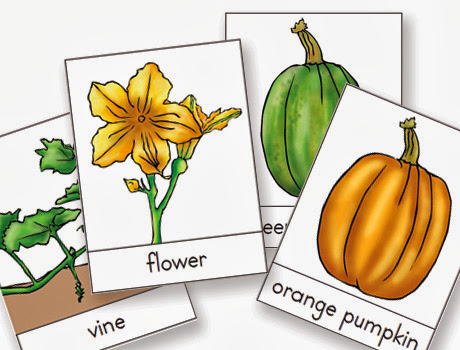 life cycle of a pumpkin worksheet