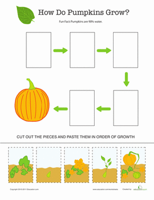 life cycle of a pumpkin worksheet