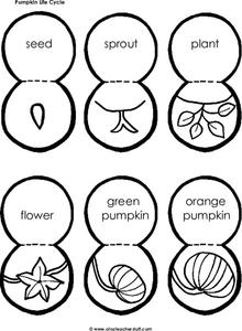 life cycle of a pumpkin worksheet