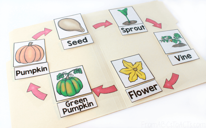 life cycle of a pumpkin worksheet