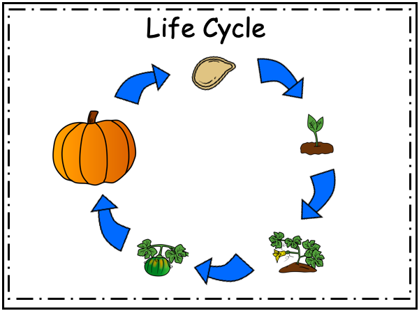life cycle of a pumpkin worksheet