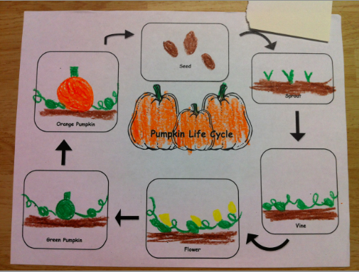 life cycle of a pumpkin worksheet