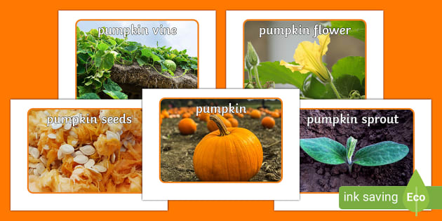 Life Cycle of a Pumpkin Display Photos (teacher made)