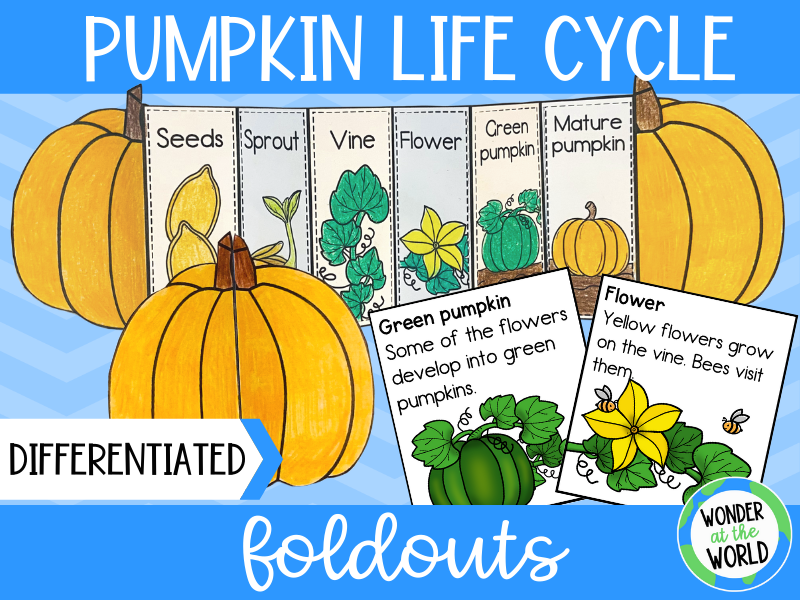 life cycle of a pumpkin
