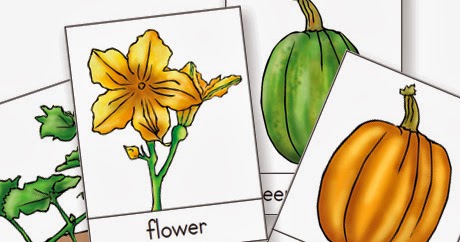 Montessori Printable for Autumn and Halloween: The Life Cycle of a ...
