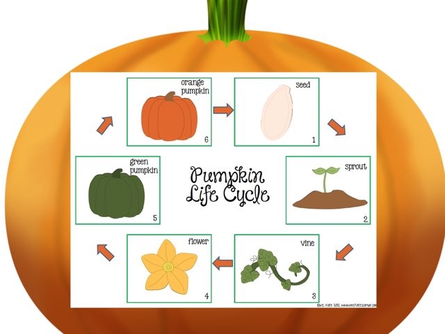 life cycle of a pumpkin