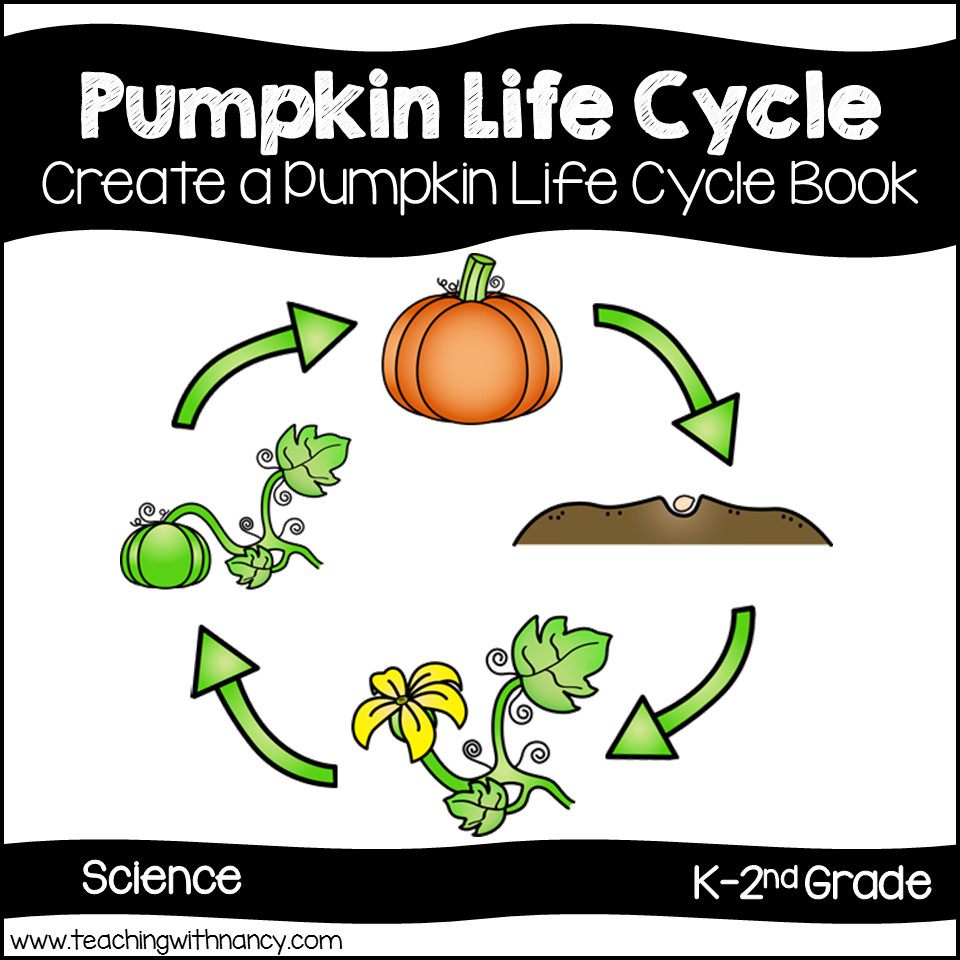 life cycle of a pumpkin