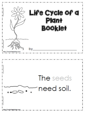 life cycle of a seed worksheet