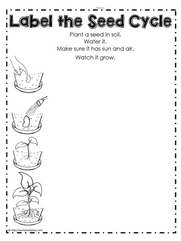life cycle of a seed worksheet