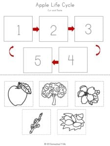 life cycle of a tree worksheet