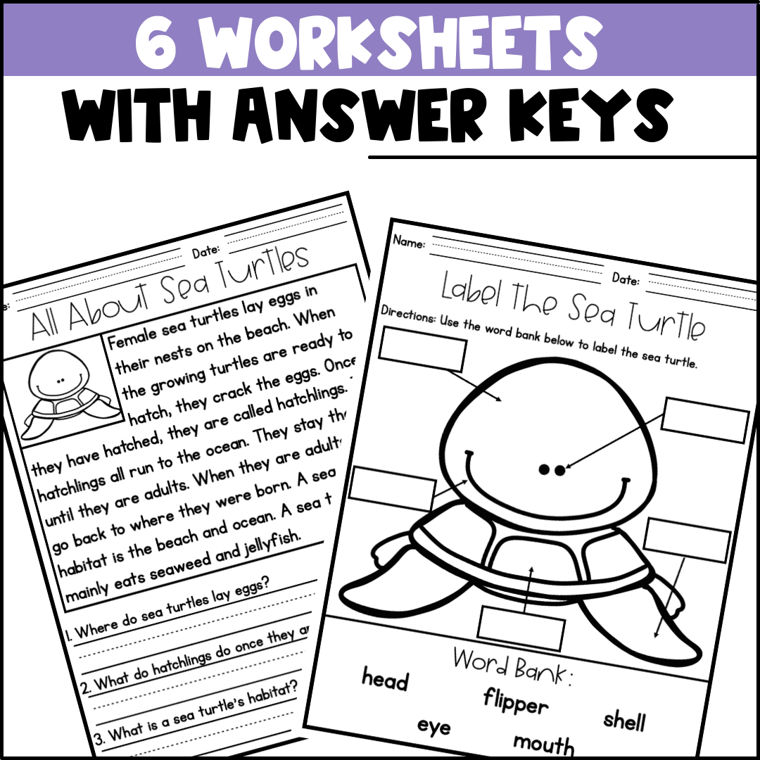 Life Cycle of a Sea Turtle Activities, Worksheets - Sea Turtle Life Cycle
