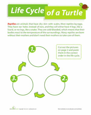 life cycle of a turtle worksheet