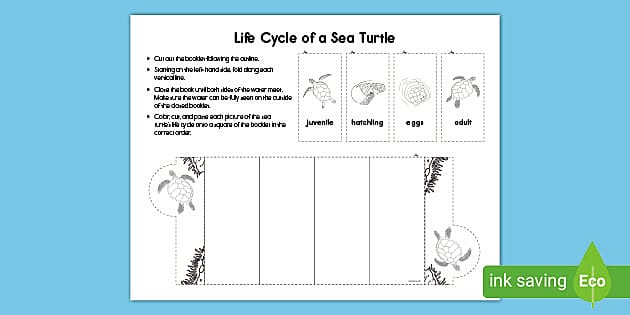 life cycle of a turtle worksheet