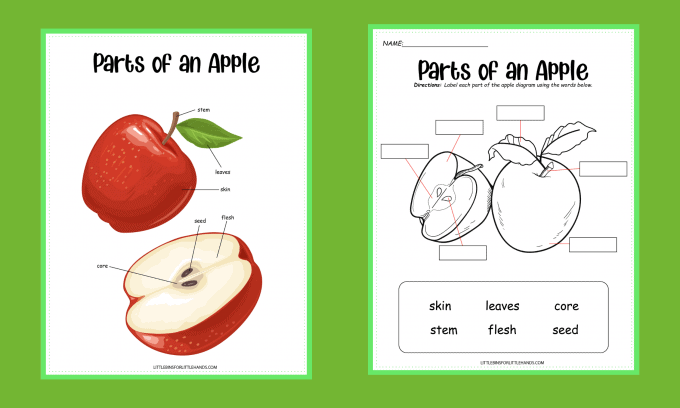 life cycle of an apple worksheet