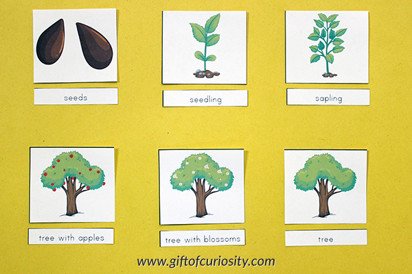 life cycle of an apple worksheet