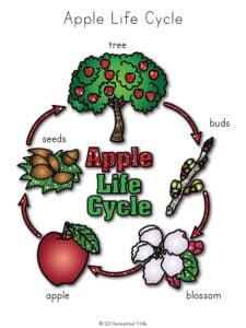 life cycle of an apple worksheet