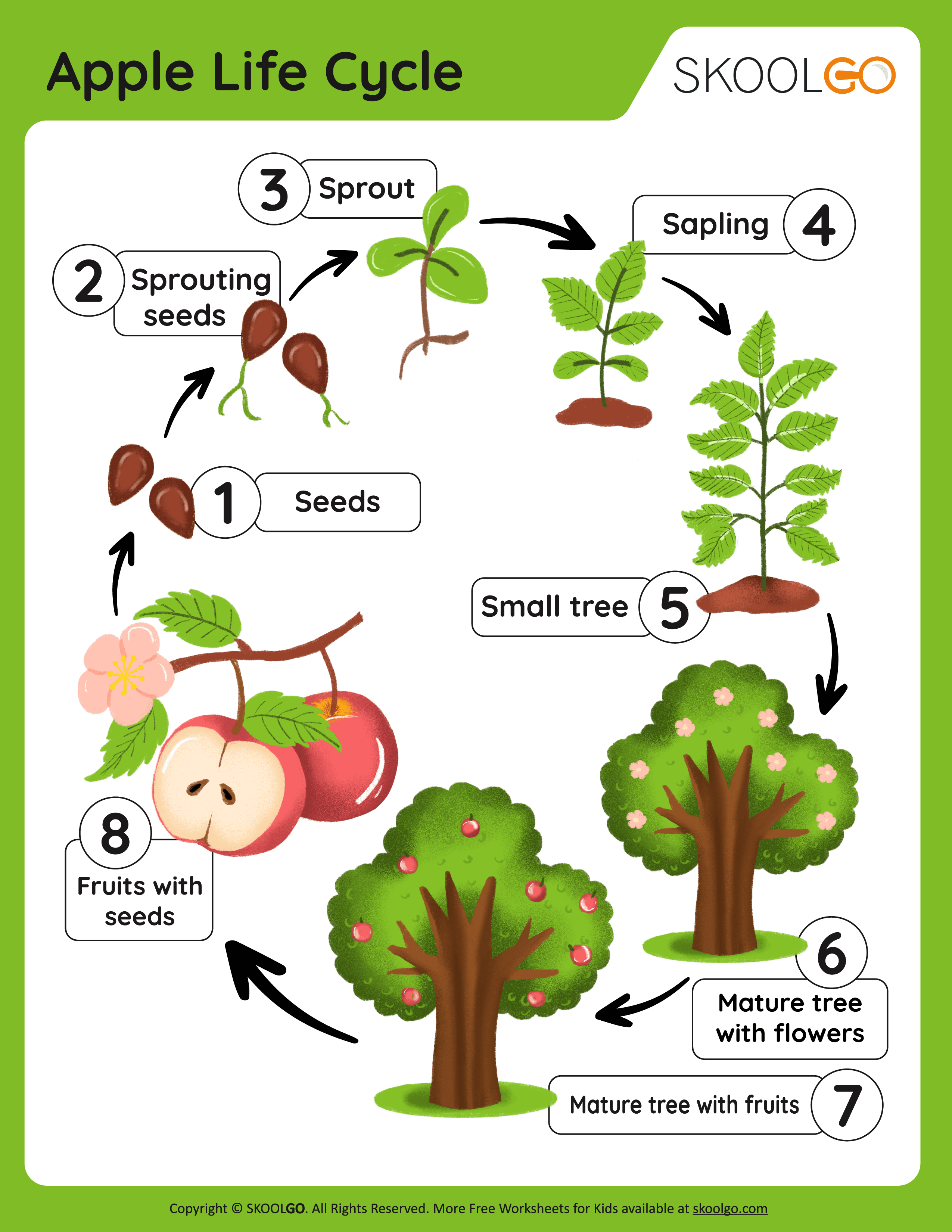 life cycle of an apple worksheet