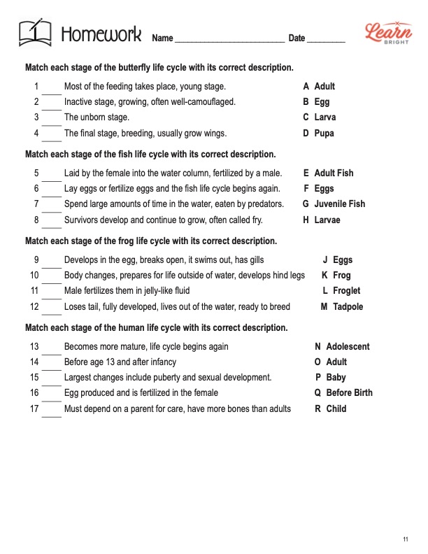 life cycle of animals worksheet