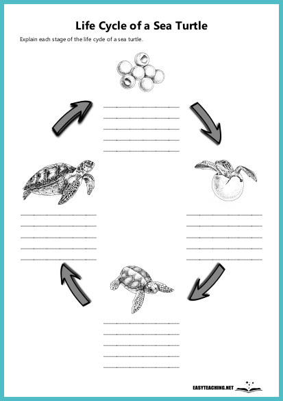 life cycle of animals worksheet