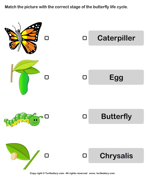 life cycle of animals worksheet