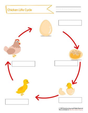 life cycle of animals worksheet