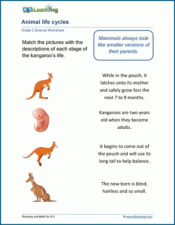 life cycle of animals worksheet