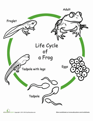 life cycle of frog worksheet