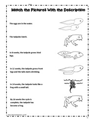 life cycle of frog worksheet